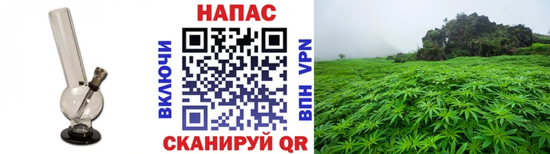 Канабис планчик  Электрогорск 